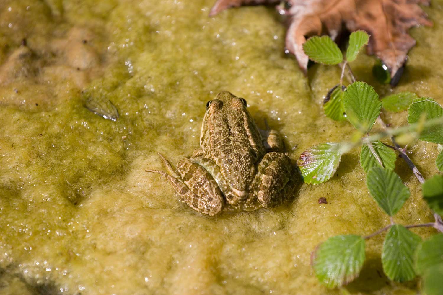 Rana ridibunda